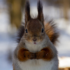 red squirrel in the National Park Elk Island