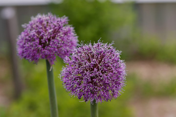 Obraz premium Allium aflatunense, ornamental garden plant, large round purple flowers close up, blooming balls, decorative purple blooming onion.