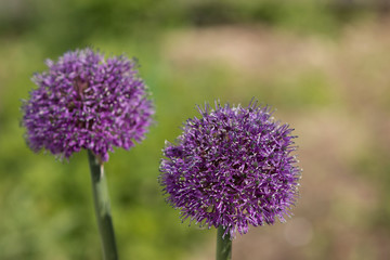 Allium aflatunense, ornamental garden plant, large round purple flowers close up, blooming balls, decorative purple blooming onion.