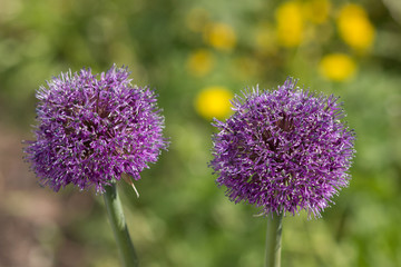 Allium aflatunense, ornamental garden plant, large round purple flowers close up, blooming balls, decorative purple blooming onion.