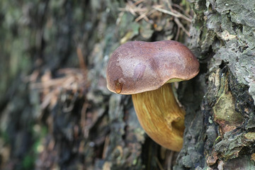 Imleria badia, known as the bay bolete, wild mushroom from Finland