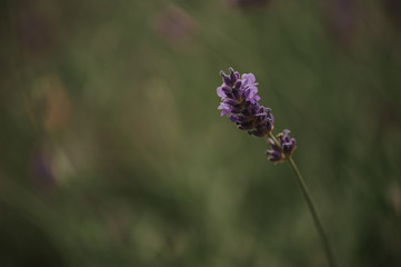 lavender