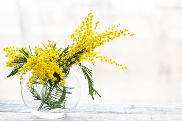 Beautiful yellow mimosa flower blossom in glass vase in spring time