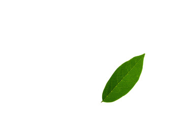 Fresh green leaves isolated on white background.