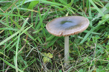 Volvopluteus gloiocephalus, known as the big sheath mushroom, rose-gilled grisette, or stubble rosegill, wild mushrooms from Finland