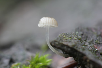 Mycena hiemalis, known as Winter Bonnet. wild mushroom from Finland