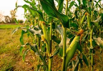 Corn or miaze field garden agriculture in countryside