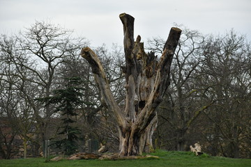 THE OLD TREE