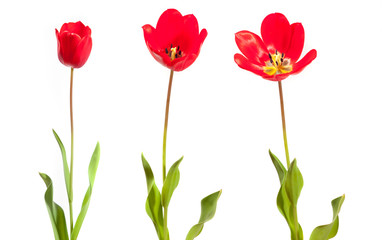 TULPE © Herby Meseritsch