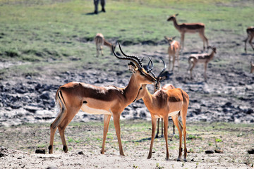A small group of impala in Chobe National Park