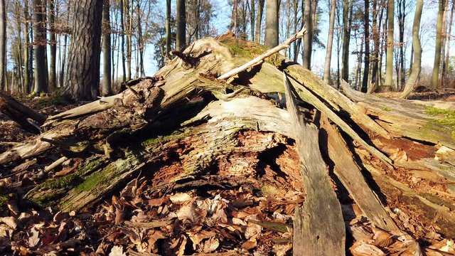 Vermoderndes Totholz bei Abendlicht im Wald, mit Kameraschiene