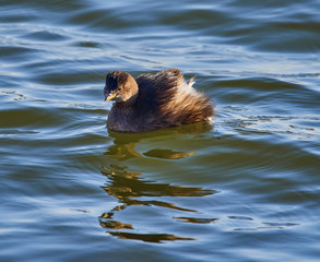 Little grebe on water