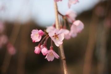 Fototapeta na wymiar sakura