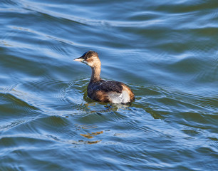 Little grebe on water