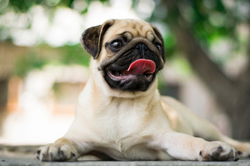 pug on green background. Pug outdoors