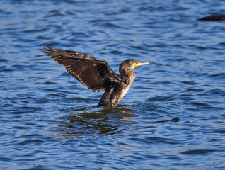 Great cormorant (Phalacrocorax carbo)
