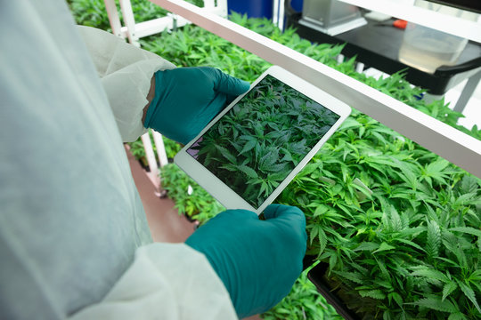 Grower with digital tablet photographing cannabis plants