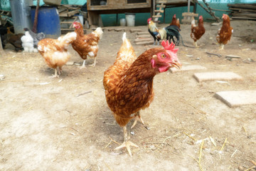 Hens feed on the traditional rural barnyard. Hen standing in grass on rural garden in countryside. Close up of chicken standing at barn yard with chicken coop. Free range poultry farming