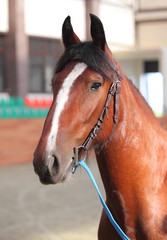 Thoroughbred brood horse in paddock of stud horse farm 