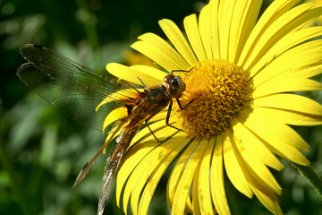 A dragonfly insect sits on a yellow flower in the summer in a close-up garden.