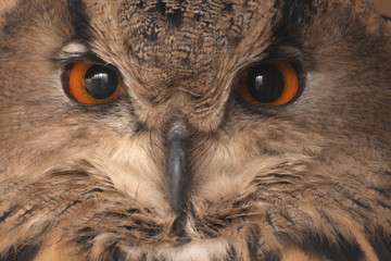 Closeup to amazing face and eyes of Eurasian Eagle Owl