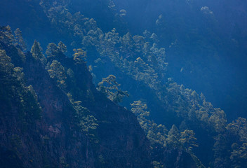 Fototapeta na wymiar Roques, Fog and Canary Island pine forest, La Cumbrecita, Caldera de Taburiente National Park, Island of La Palma, Canary Islands, Spain, Europe