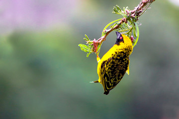 Southern Masked Weaver Building a Nest