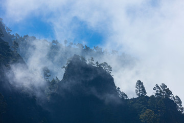 Roques, Fog and Canary Island pine forest, La Cumbrecita, Caldera de Taburiente National Park, Island of La Palma, Canary Islands, Spain, Europe