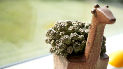A succulent plant planted in a horse-shaped flowerpot. Placed by the window.