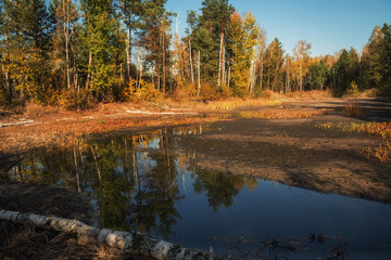 Dry lake in the forest and sick fallen trees. Ecological problems. Drought.