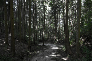 path in the forest Iwamura castle, Japan 
