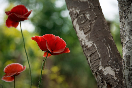 The dominant red.The flower is odorless.The sun's rays illuminate the poppy flower.Reflection of light in the poppy petals.Flower magic.The aroma of magic in floral design.