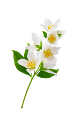Obraz premium Branch of jasmine isolated on white background