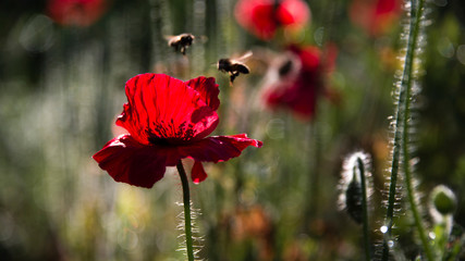 Delicate petals of poppies, illuminated by sunlight.Poppy lawn in the sun.Insect flutters around...