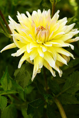 Yellow dahlia garden flower on a sunny day.