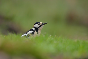 Blutspecht Dendrocopos syriacus