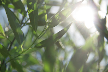 Rays of the sun through the osier twigs on a summer day. Branches and leaves of willow. Blurred background