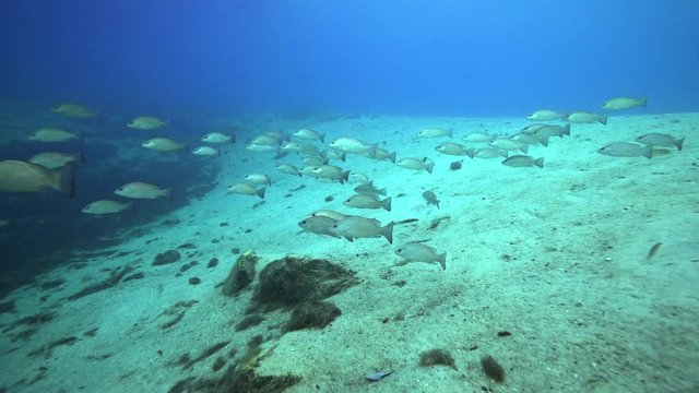 Taking the underwater camera for a swim with and through a small school of Mangrove Snappers (lutjanus griseus) in shallow water.