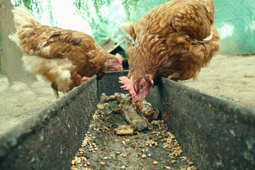 Hens feed on the traditional rural barnyard. Hen standing in grass on rural garden in countryside. Close up of chicken standing at barn yard with chicken coop. Free range poultry farming