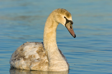 Höckerschwan Cygnus olor