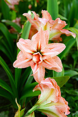 Pink amorillis garden flower in summer day close-up.