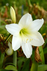 Garden amaryllis flower of white color on a summer day among greenery close-up.