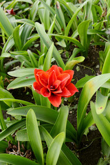 Garden flower of red amaryllis on a summer day among greenery close-up.