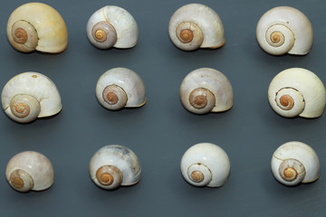 sea shells on grey background