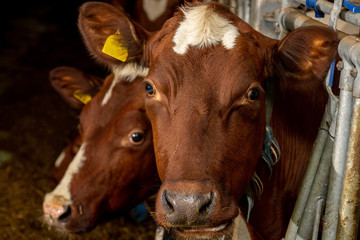 Milchkühe im Kuhstall, Nutztiere in der Milchwirtschaft