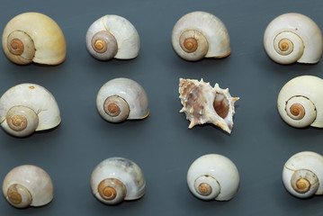 sea shells on grey background