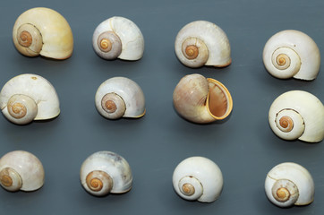 sea shells on grey background