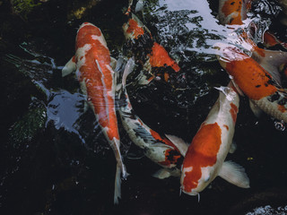 Fancy Carps Fish or Koi Swim in Pond, Movement of Swimming