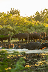 Water buffalo in the Udawalawe National Park on Sri Lanka.