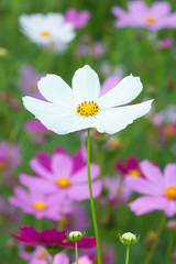 Many colorful cosmos flowers in the garden.